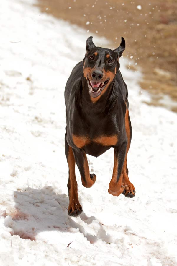 Doberman best sale farm dog